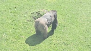 Gorilla Zoo in Al Ain