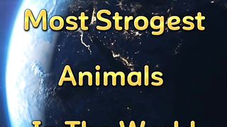 Top 5 most strogest animal in the world