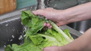Washing a lettuce in the kitchen