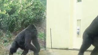 Funny Gorillas || funny animals_ funny cats and dogs videos