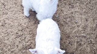 Funny baby goats _ funny videos Funny Animals_funny cats and dogs videos