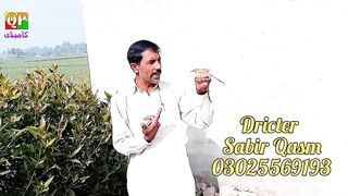 Funny Talkin Song With Bird