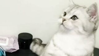Fun with cat|| funny animals cats and dogs videos????????