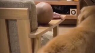 Funny dog || funny cats and dogs || funny animals videos????