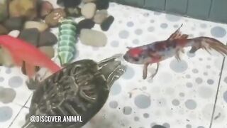 kissing turtles with fish