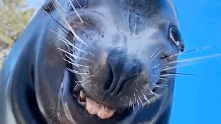 sea ​​lion smiling face || funny video ????????????