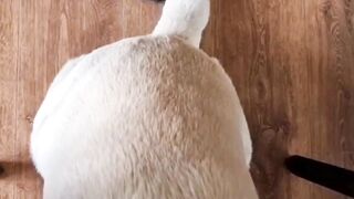 Funny moment home pets||funny videos????????