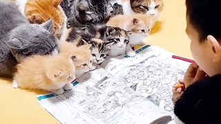 cute kittens ||funny videos funny animals????????????