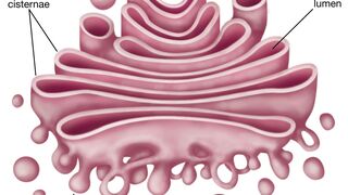 Golgi apparatus