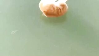 cat catching frozen fish || funny vodeos????????