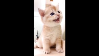 cute kitten _funnyvideo _cute _kittens _pets _kittens