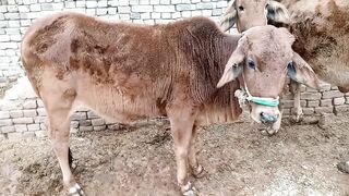 Sahiwal cow in pakistan