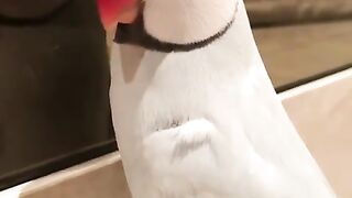 White ringneck parrot talking