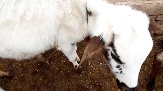 Australian cow in pakistan
