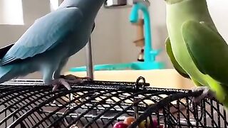 Amazing Blue And Green Ringneck Parrot Talking ???????? || #Short #Parrot_Video