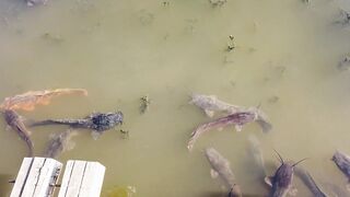 floating catfish