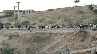 Goat towards home