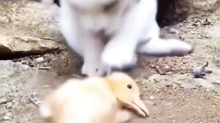 New video Dog Saved Duck life Doggy is Great