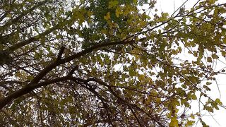 Mulberry tree plantation