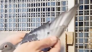 racer pigeon ||funny animal videos