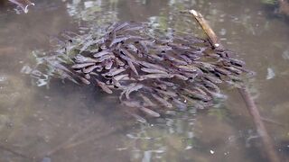 herd of gutter fish