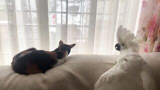 Funny white macew make fun with cat