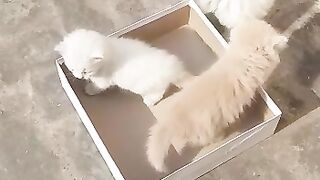 Cat fight