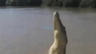 Águilas vs cocodrilo Eagle Uses Sharp Claws to Kill Baby Crocodile and Tragic End in River - King Eagle vs Crocodile.