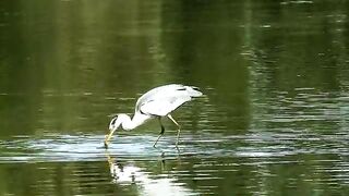 gray heron