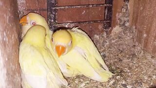 Top Quality Love birds mutation Aviary