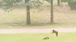 Gatinho ???? fofos e engraçado