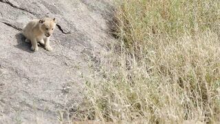 ADORABLE! SIX LION CUBS Enjoy Their First Outdoor Adventure
