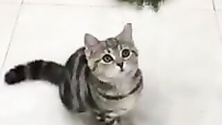 Funny cat