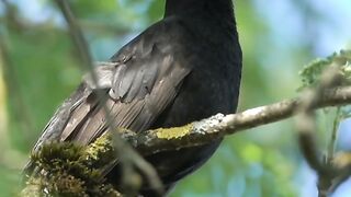 Bird singing sounds for sleeping