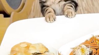 Funny Cat