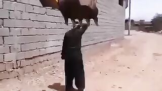 Funny Video