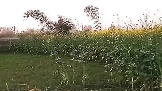 How to kubsort panjab