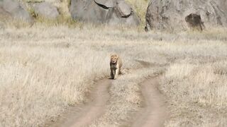 Baby Lion Cubs Go on Walk With Mom--One Says NOPE