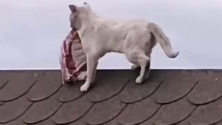 Good catch