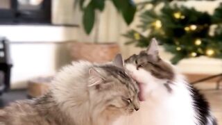 The terrible two being sweet for a moment