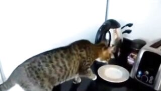Gatinho fofo 2 olhem