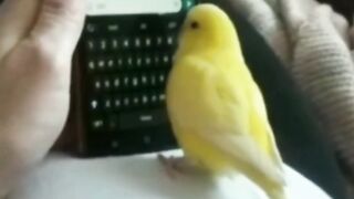 Beautiful little parrot