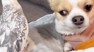 Funny dog