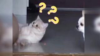 Baby cats videos#cute & funny cats videos#funny Animal videos