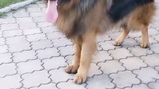 Beautiful German shepherd Dog