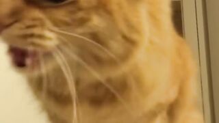 Trending cute animals