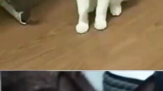 Cats and cats