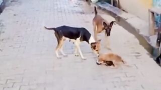 Best_Funny_Animal_Videos_Of_The_2021-2022__try_not_to_laugh_????_????_#shorts_#animals