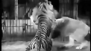 Lion vs  Tiger Fight