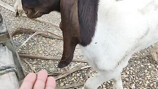 Baby goat